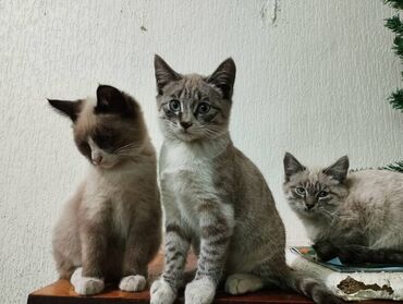 отдам кота в добрые руки: Отдам котят в добрые руки