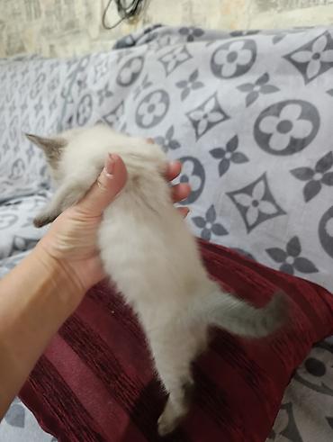 Продажа кошек: Продам котят — 12