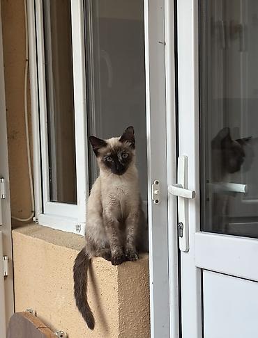 pişik boz: Siam, Yaxşı əllərə — 1