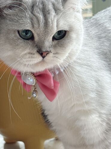 английская короткошерстная кошка: Скотиш Страйт 8 айлык