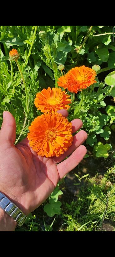 продать яблоки оптом: Куплю календулу. Оптом и в розницу
