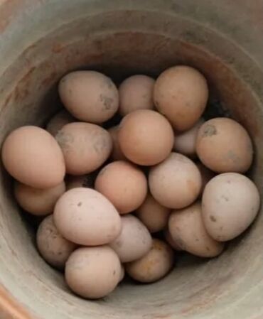 mayalı yumurtalar: Firəng yumurtası mayalı