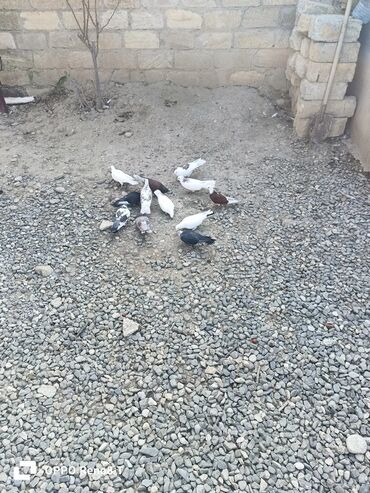 Göyərçinlər: Quslarin heresin öz qiymeti var uçan quslardi optum isdiyen olsa 1i — 13