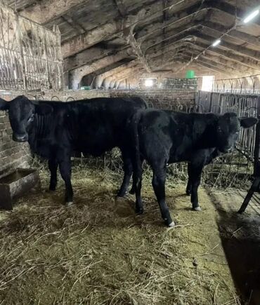 продаю музоо торпок корова самка бык самец айрширская ангус алатауская на забой для разведения на откорм племенные нетель привязанные: Продам бычки телята тёлки Ангус сементал Гольштейн лимузин белоголовые