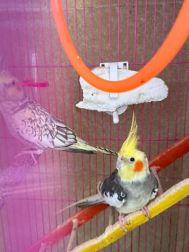bulbul quşu: Bala tutuquşular. 2 si birlikdə satılır. Vaxt edib baxa bilmirəm deyə — 3