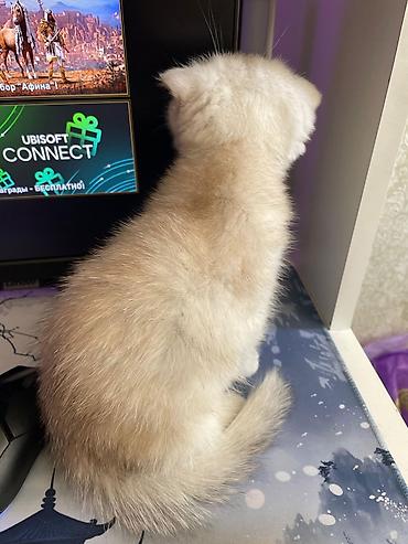 Pişiklər: Siam, Erkək, Dişi, Yaxşı əllərə, Ünvandan götürmə, Pulsuz çatdırılma, Ödənişli çatdırılma — 14