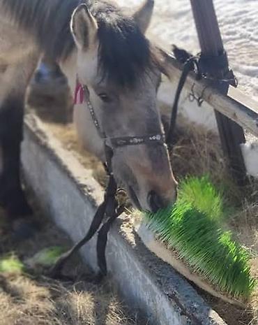 Микрозелень: Гидропоника, корм для скота (зелень пшеницы и ячменя) Цена договорная — 6