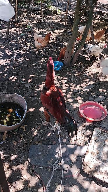 broiler toyuq satisi: Məhsul: Qırmızı-qara rəngli ev xoruzu Təsvir: - Uzun boyunlu, güclü — 2