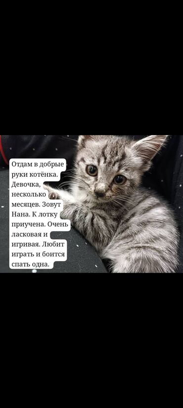 котёнок в добрые руки: Катенок ласковый, воспитанный отдаём в добрые руки(самка)к латку