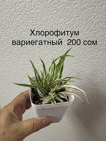 приму в дар комнатные цветы: Укорененные черенки/отростки. Адрес 8 мкр — 9