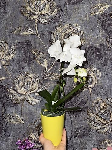 Орхидеи: Орхидея оптом и в розницу принимаем корпоративные заказы !!! Г at lalafo.kg — 13 Орхидеи: Орхидея оптом и в розницу принимаем корпоративные заказы !!! Г — 13