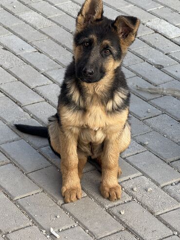 Продажа собак: Немецкая овчарка, 4 месяца, Самка, С прививкой, С родословной — 8