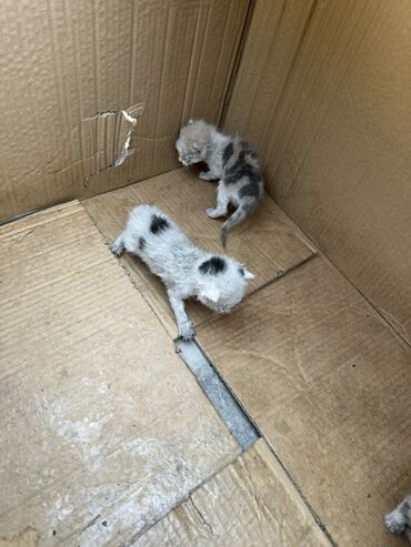 будка для животных: Котята, очень маленькие, подкинули под ворота.говорят их мать сбила