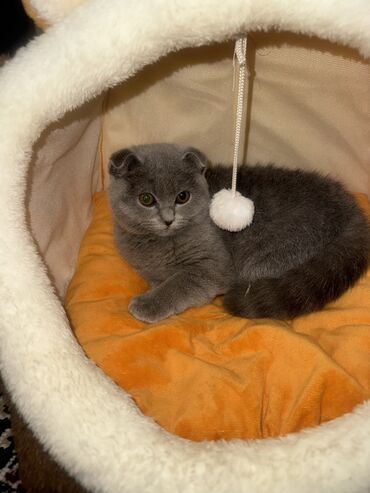 Pişiklər: Şotland, Dişi, Yaxşı əllərə — 1