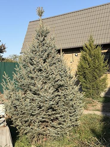голубой ель саженцы: Ель голубая, взрослое сформированное дерево. Самовывоз — 1