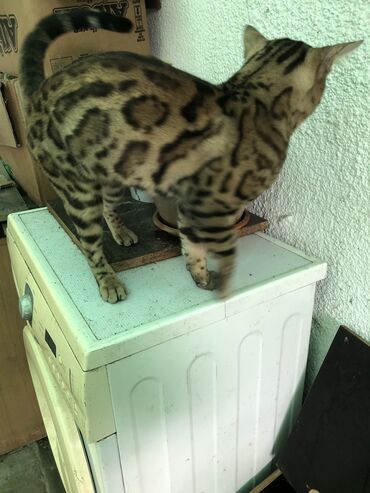 бенгальский леопардовый кот: Коты кошки вязка Шикарный бенгальский котс прекрасной