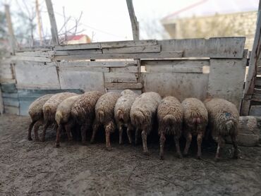 Quzu: Quzu, Erkək, Qala, ay: 1, 29 kq, Ətlik, Damazlıq, Ünvandan götürmə — 2