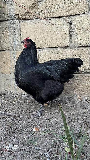 quban toyuqlari: Toyuq, Australorp, Damazlıq — 3