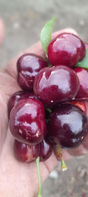 Meyvə və giləmeyvə: Her növ meyvə ağaclarının satışı — 8