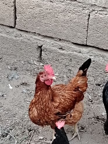 itlərə verilən adlar: Salam kecen ilki ferdir kesme yarayır. 15 m deyrem unvan saray