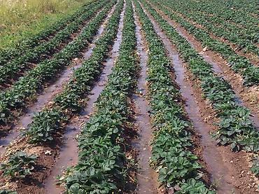 Другие специальности: Жумушчулар керек ; жумуш дыйканчылык,Клубника,малина — 22