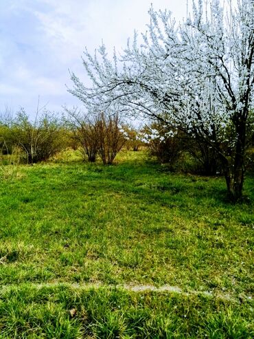 Bağ evlərinin satışı: Xaçmaz, 300 kv. m, 4 otaqlı, Qaz, İşıq — 7