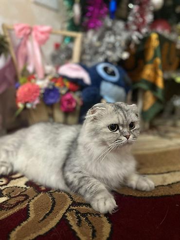 Кошки: Шотландская длинношерстная — 6