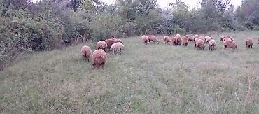 gəncə toyuq satan: 38 baş super sağlam zemanetli quzlardir .Ünvan Ağsu videolari var — 1