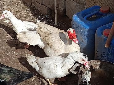 Ördəklər: Dişi, | Lal ördək, Ətlik — 6