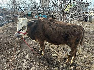 Коровы, быки: Продаю | Тёлка | Симментальская | На забой, Для разведения, Для молока | Не стельные, Племенные, Искусственник — 6