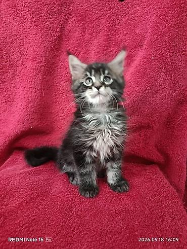 кошки шотландские: Мейн-Куны 🥰🥰🥰. Продаются котята Рысята ♥️ Чистокровные, Шикарные — 6