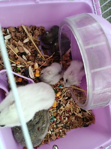 Balıqlar: Ev Hamsterləri. temiz ve vitaminlərle beslenib. mağaza hemsteri deyil