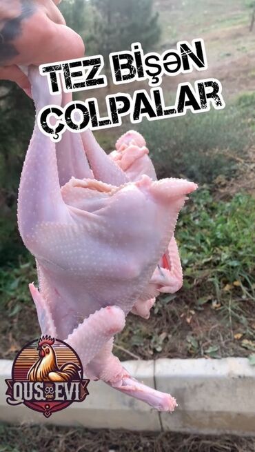 Quş: Tez bişən çolpalar – təmizlənmiş, hazır kəsim. - Növləri: kənd