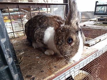 Кролики: Продаю | Крольчиха (самка), Крольчата — 8