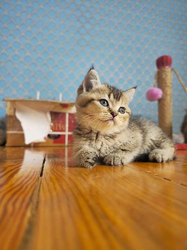 Pişiklər: Şotland — 12