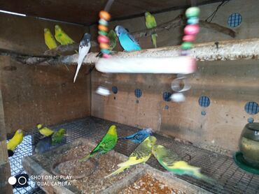 Tutuquşları: Valnisti papuqaylar satilir tutuquşular coxdu renbow var onun qiyməti — 13