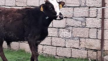 Inəklər, öküzlər: Erkək, Simental, il: 4, 550 kq — 13