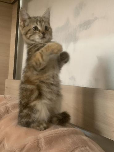 Животные: Бесплатно девочка 💗
2–3 месяца — 2