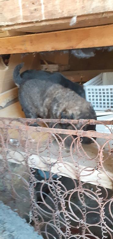 İtlər: Alman çoban iti, 1 ay — 17