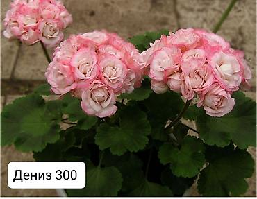 Герани и пеларгонии: Пеларгонии (герани) сортовые — детки в стаканчиках. Доступные сорта — 20