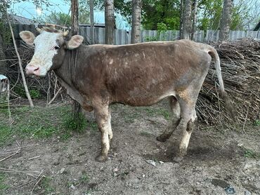породистые коровы в бишкеке: Продаю | Корова (самка) | Швицкая | Для разведения, Для молока | Стельные