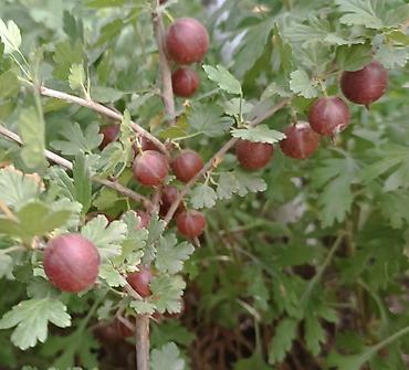 соус: Крыжовник красноплодный (сортовой куст). Остались кусты 3-х летка — 3