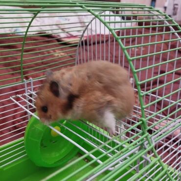 Gəmiricilər: Salam. Disi xomyak satilir. Qefesle birge. Qefesde gorduyunuz her sey -da lalafo.az — 7 Gəmiricilər: Salam. Disi xomyak satilir. Qefesle birge. Qefesde gorduyunuz her sey — 7