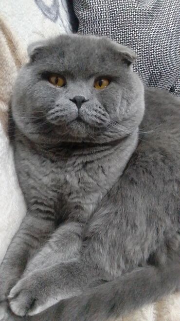 кот для вязки шотландский прямоухий: Шотландский кот вязка