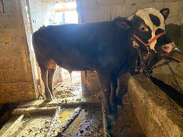 Коровы, быки: Продаю | Бык (самец) | Привязанные — 8