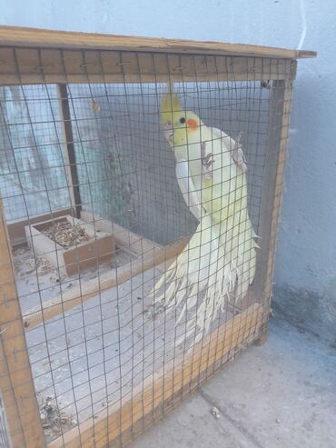 отдам в добрые руки собаку: Korella 40 azn
valnitsi 10 azn