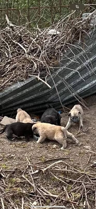 животное на у: По просьбе ⬇️⬇️⬇️ У нас за домом собака родила 3 или 4 щенят