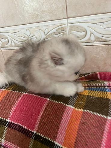 cins atlar: Gözəl uzun tüklü balaca pişik balası - Cins: uzun tüklü, yastı — 4