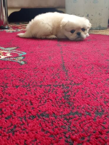 İtlər: Pekines, 1 ay, Erkek — 10