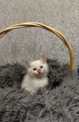 дом для котов: Мышык бекер берилет: Породасыз, 3 айлык, Ургаачы, Лотокко барууга үйрөтүлгөн